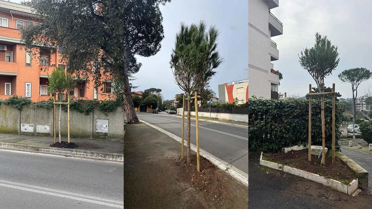 Nuove piantumazioni 2026 Viale Cortina d'Ampezzo